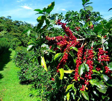 Tobmarc Kenya AA Coffee Beans Single Origin Medium Roast Freshly Roasted Whole Bean Coffee(340g/12oz)