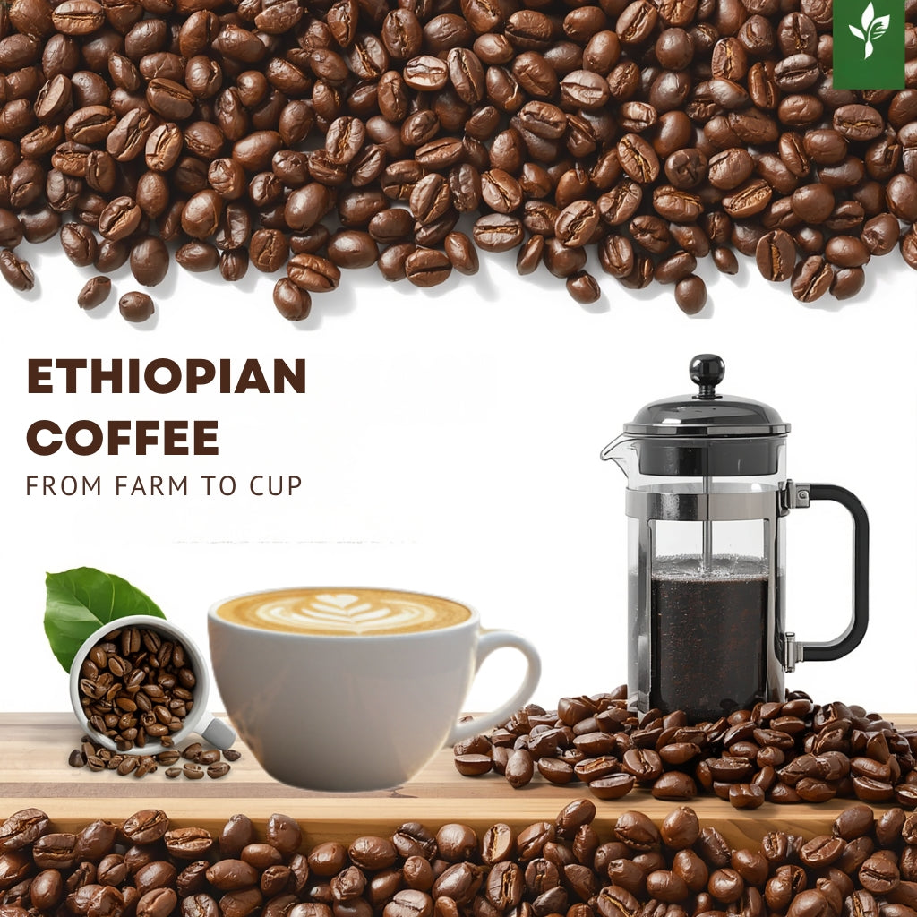 Tobmarc Ethiopian Yirgacheffe Whole Coffee Beans (12 oz) - Single Origin Gourmet High Altitude Arabica - Fresh Roasted Dark Roast with Citrus & Floral Notes