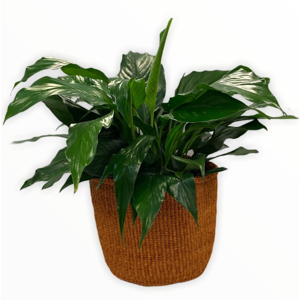 Natural Storage Baskets|Plant Baskets|African Basket Planters|Laundry Basket Toy|Storage Baskets - Tobmarc Home Decor & Gifts 