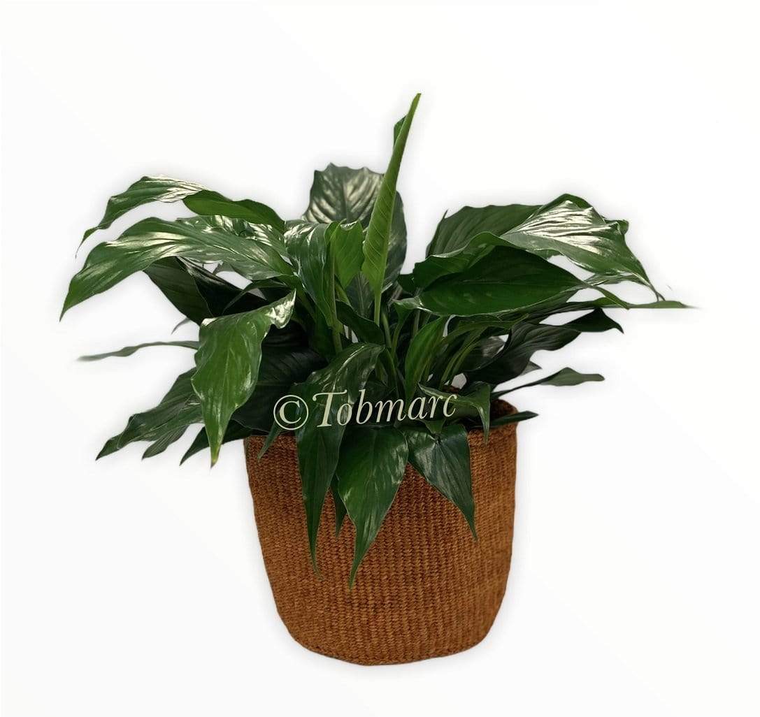 Tobmarc Home Decor & Gifts  Basket 10" X 10" PLARBRO-Storage Baskets, Plant Baskets, African Basket Planters, Laundry Basket Toy Storage Baskets