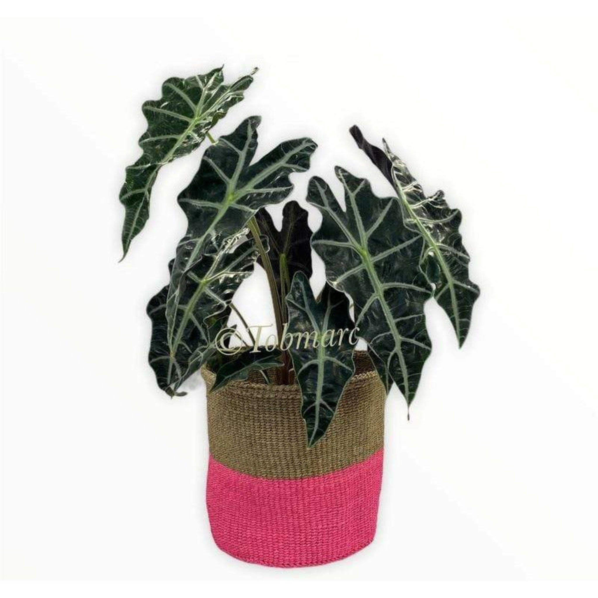 Tobmarc Home Decor & Gifts  Basket BROPIN -Two-Tone Storage Baskets, Plant Baskets, African Basket Planters, Laundry Basket, Toy Storage Baskets